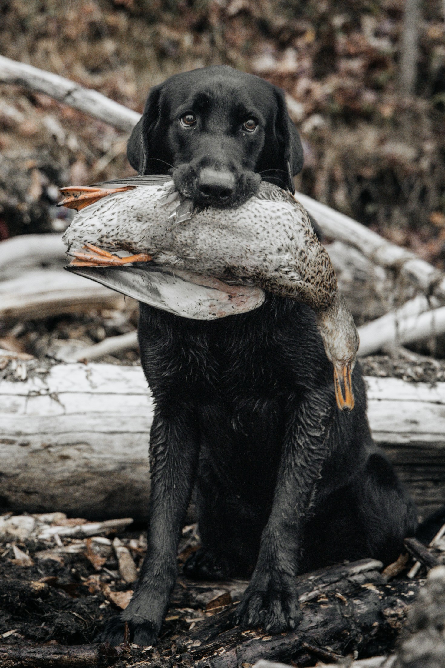 Choosing the Perfect Waterfowl Dog for Your Needs