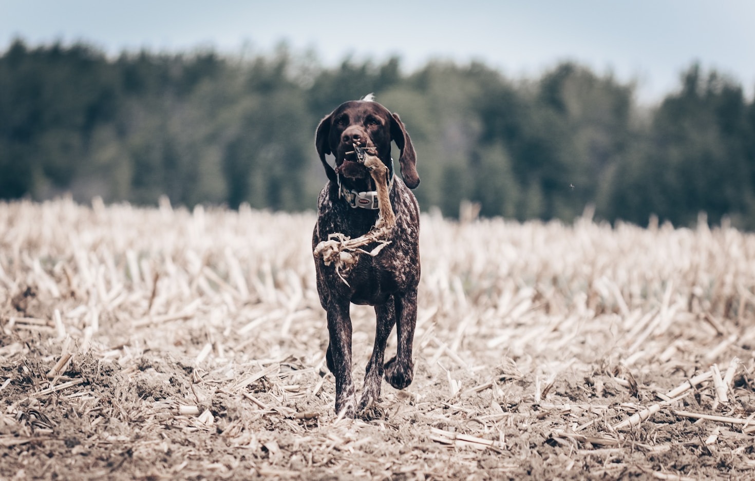 Training Tips for Waterfowl Hunting Dogs