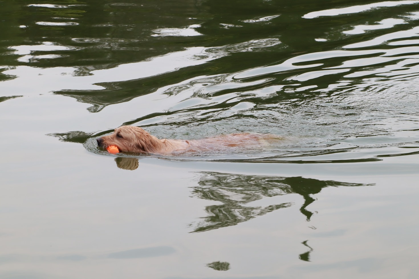 Understanding Waterfowl Dog Behavior and Traits